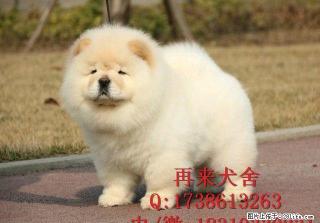 北京纯种松狮多少钱一只 肉嘴松狮 直销高品质松狮犬 免费送货 - 桂林28生活网 www.28life.com