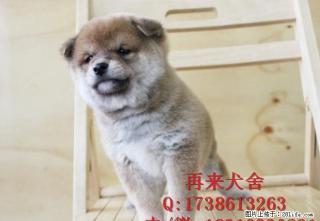 北京纯种柴犬多少钱一只 日系柴犬 直销高品质柴犬 签质保协议 - 桂林28生活网 www.28life.com