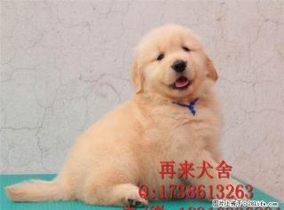 纯种金毛 金黄色金毛犬 专业繁殖精品金毛犬 可送货 - 桂林28生活网 www.28life.com