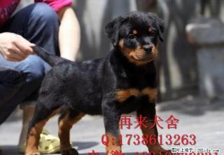 德系罗威纳 纯种罗威纳 高品质罗威纳犬 签质保协议 全国包运 - 桂林28生活网 www.28life.com