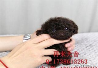 纯种泰迪幼犬价格 赛系泰迪图片 纯种泰迪犬舍 - 桂林28生活网 www.28life.com