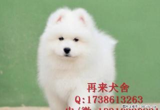 熊版高加索幼犬 赛级品质 宠物级价格 保质保健康 - 桂林28生活网 www.28life.com