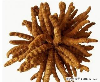 酒仙桥回收冬虫夏草13366231663收购同仁堂虫虫草 - 桂林28生活网 www.28life.com