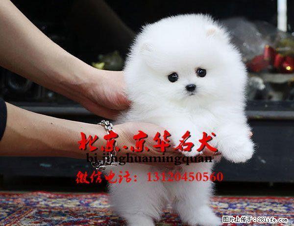 出售博美 茶杯博美 纯种哈多利博美 - 宠物交易 - 宠物信息 - 桂林分类信息 - 桂林28生活网 www.28life.com