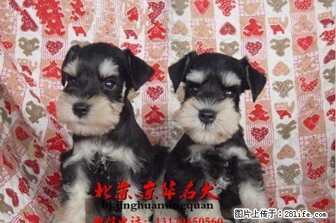 纯种雪纳瑞幼犬价格 北京雪纳瑞出售 迷你雪纳瑞 - 宠物交易 - 宠物信息 - 桂林分类信息 - 桂林28生活网 www.28life.com