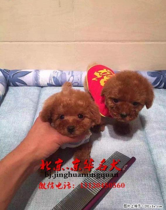 红色 黑色 白色 咖啡色玩具泰迪找新家多只可挑选 - 宠物交易 - 宠物信息 - 桂林分类信息 - 桂林28生活网 www.28life.com