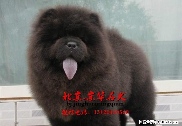 松狮 美系松狮 白色松狮 黑松狮 赛级松狮 - 宠物交易 - 宠物信息 - 桂林分类信息 - 桂林28生活网 www.28life.com