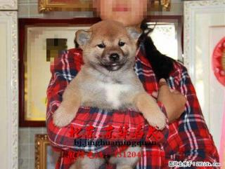 纯种柴犬可上门挑选 小柴犬赛级日本柴犬幼犬出售 - 桂林28生活网 www.28life.com