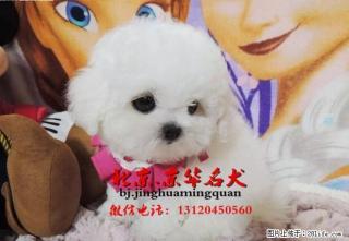 圆脸蛋比熊、厚毛量棉花糖比熊出售、欢迎上门看狗 - 桂林28生活网 www.28life.com