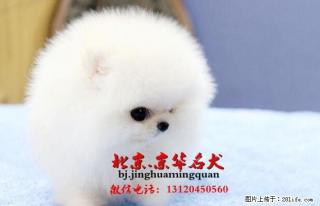小型犬都有哪些品种?博美好不好养 - 桂林28生活网 www.28life.com