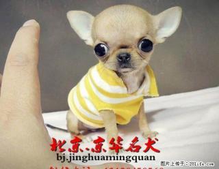 纯种吉娃娃图片 吉娃娃哪有出售 怎么挑选吉娃娃 - 桂林28生活网 www.28life.com