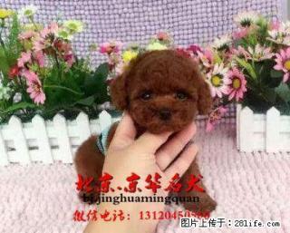 纯玩具体泰迪犬出售 成犬肩高22--25厘米 - 桂林28生活网 www.28life.com