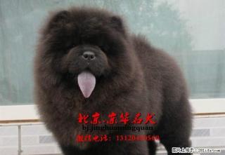 松狮 美系松狮 白色松狮 黑松狮 赛级松狮 - 桂林28生活网 www.28life.com