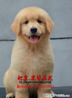黄金猎犬 纯种大头金毛出售 同城可送上门服务 - 桂林28生活网 www.28life.com