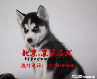 双蓝眼哈士奇幼价格 哪有纯种哈士奇出售 - 桂林28生活网 www.28life.com