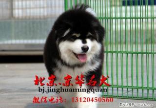北京自家繁殖纯种阿拉斯加幼犬出售 疫苗做齐保健康 - 桂林28生活网 www.28life.com
