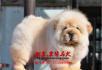 北京哪里有卖松狮幼犬 松狮图片 松狮能涨多大 - 桂林28生活网 www.28life.com