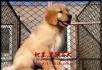 纯种双血统金毛幼犬多少钱 金毛怎么卖 金毛犬舍 - 桂林28生活网 www.28life.com