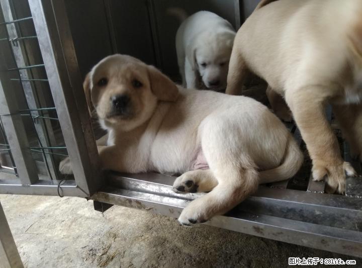 出售纯种拉布拉多幼犬,拉布拉多种公对外借配 - 宠物交易 - 宠物信息 - 桂林分类信息 - 桂林28生活网 www.28life.com