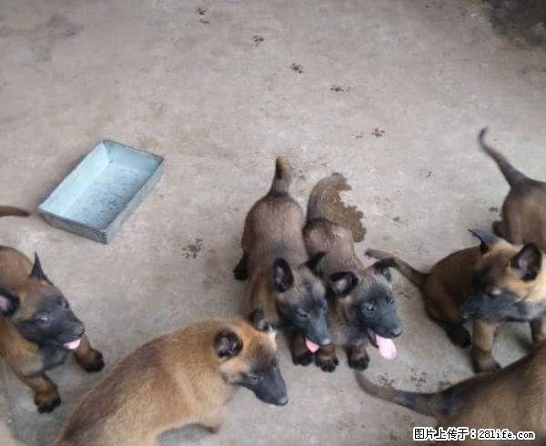 桂林哪里有纯种马犬出售卖桂林狗场马犬价格 - 宠物交易 - 宠物信息 - 桂林分类信息 - 桂林28生活网 www.28life.com