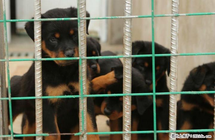 广西桂林哪里卖比较好的罗威纳犬出售 - 宠物交易 - 宠物信息 - 桂林分类信息 - 桂林28生活网 www.28life.com