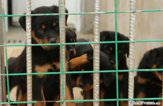 广西桂林哪里卖比较好的罗威纳犬出售 - 桂林28生活网 www.28life.com