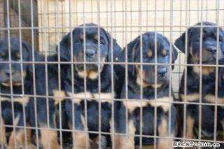 出售纯种罗威纳犬 自家养殖的 当面测试交易 同城免费送狗 - 桂林28生活网 www.28life.com