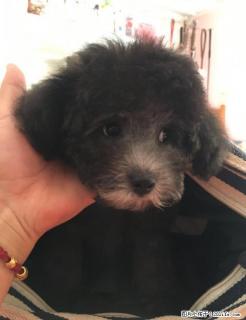 家养灰贵宾妹妹出售接小刀 - 桂林28生活网 www.28life.com