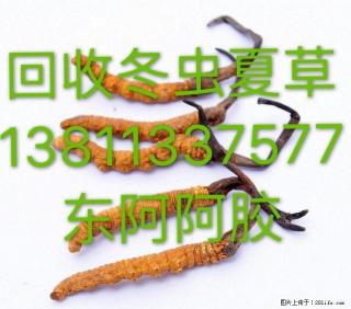 13811337577回收冬虫夏草东阿阿胶同仁堂海参燕窝5X极草含片 - 桂林28生活网 www.28life.com