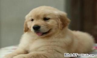 大头宽嘴 大骨架 大毛量 聪明伶俐的金毛犬 多只挑选 品相好 - 桂林28生活网 www.28life.com