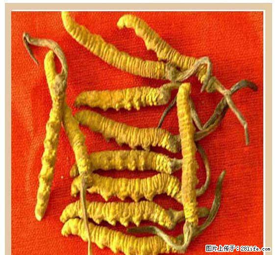 回收冬虫夏草13811220624高价收波立维东阿阿胶海参燕窝 - 土特产 - 饮食特产 - 桂林分类信息 - 桂林28生活网 www.28life.com