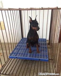 纯种双血统迷你杜宾犬 - 桂林28生活网 www.28life.com