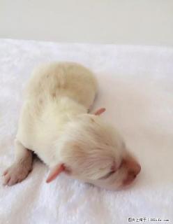 纯种双血统边境牧羊犬 - 桂林28生活网 www.28life.com