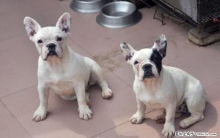 六个月新母纯白法牛找新家 - 桂林28生活网 www.28life.com