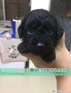 自家繁殖 小贵宾泰迪犬四百到六百元（公母均有） - 桂林28生活网 www.28life.com