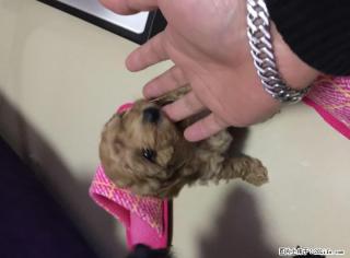 自家繁殖 满月小贵宾泰迪犬 - 桂林28生活网 www.28life.com