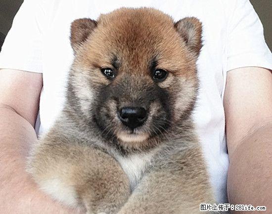 家养一窝双血统小柴犬 - 宠物交易 - 宠物信息 - 桂林分类信息 - 桂林28生活网 www.28life.com
