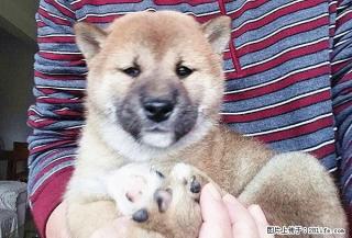 家养一窝双血统小柴犬 - 桂林28生活网 www.28life.com