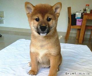 家养一窝双血统小柴犬 - 桂林28生活网 www.28life.com