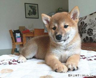 家养一窝双血统小柴犬 - 桂林28生活网 www.28life.com