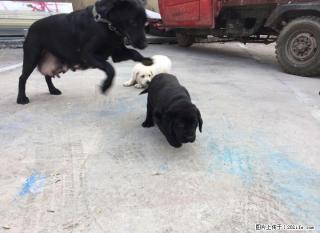 ！！！！纯种拉布拉多多！ - 桂林28生活网 www.28life.com