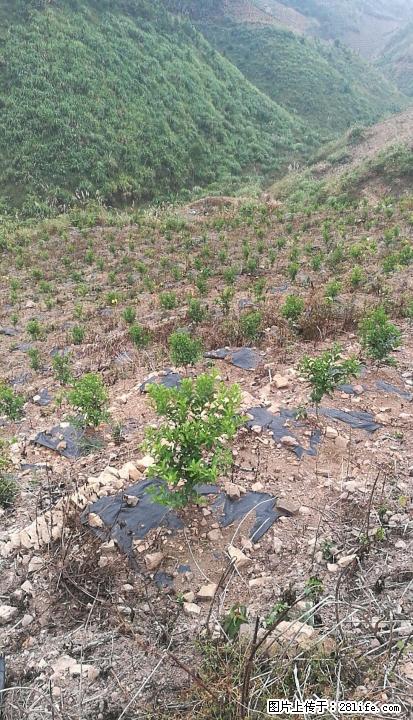 领地转让，种一年砂糖桔 - 其它 - 房屋租售 - 桂林分类信息 - 桂林28生活网 www.28life.com