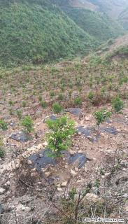 领地转让，种一年砂糖桔 - 桂林28生活网 www.28life.com