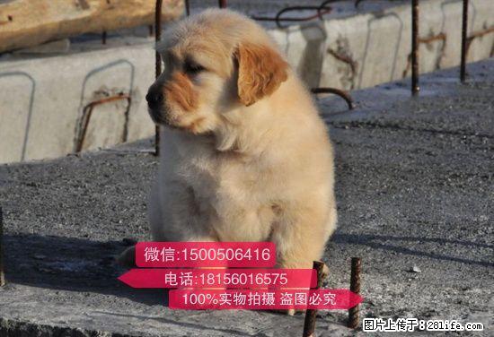 繁殖基地出售多种颜色的金毛优质服务终身售后 - 宠物交易 - 宠物信息 - 桂林分类信息 - 桂林28生活网 www.28life.com