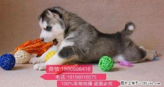 桂林哪里家狗场信誉好 - 桂林28生活网 www.28life.com