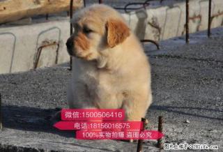繁殖基地出售多种颜色的金毛优质服务终身售后 - 桂林28生活网 www.28life.com
