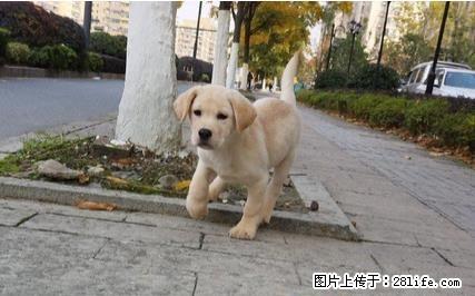 犬舍直销拉布拉多宝宝 希望能够找到喜欢他的主人 - 宠物交易 - 宠物信息 - 桂林分类信息 - 桂林28生活网 www.28life.com