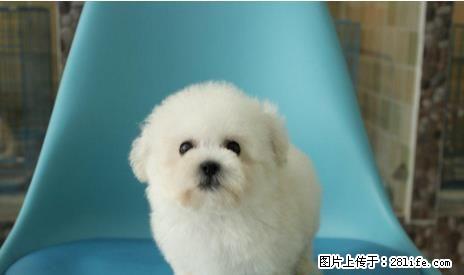 出售纯种法国卷毛比熊犬,性情开朗 - 宠物交易 - 宠物信息 - 桂林分类信息 - 桂林28生活网 www.28life.com