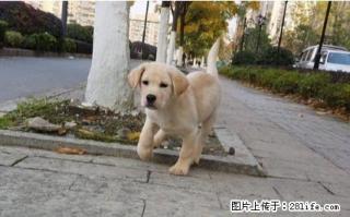 犬舍直销拉布拉多宝宝 希望能够找到喜欢他的主人 - 桂林28生活网 www.28life.com