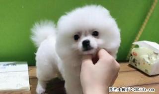 长期繁殖可爱博美俊介犬丶各类纯种名犬 - 桂林28生活网 www.28life.com